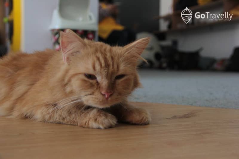 neko kepo cat & cafe