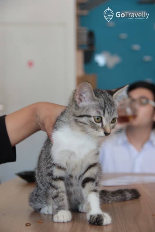 neko kepo cat & cafe