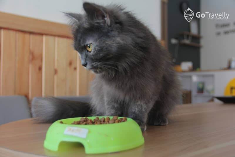 neko kepo cat & cafe