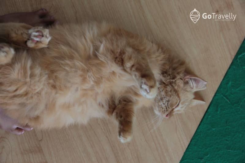 neko kepo cat & cafe