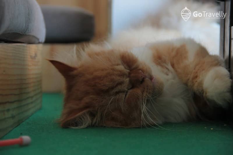 neko kepo cat & cafe