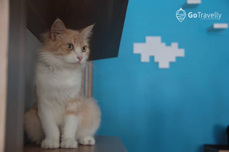neko kepo cat & cafe