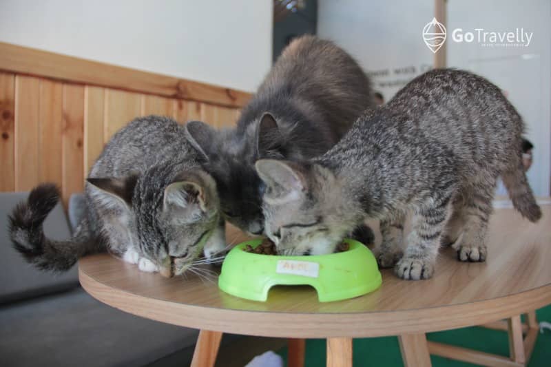 neko kepo cat & cafe
