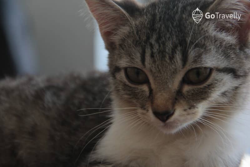 neko kepo cat & cafe