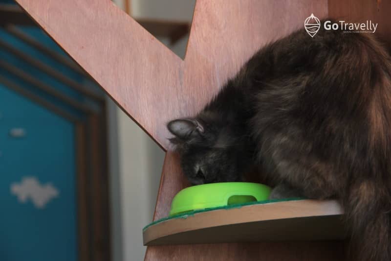 neko kepo cat & cafe