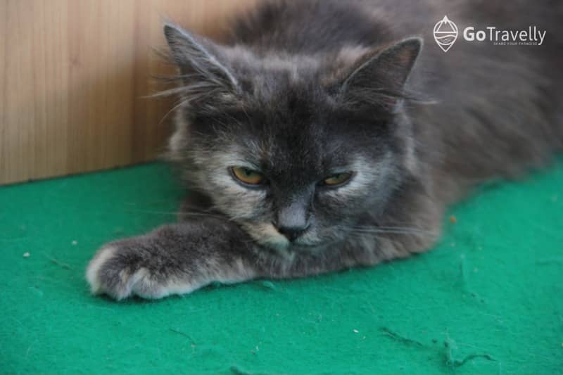 kucing neko kepo cat & cafe
