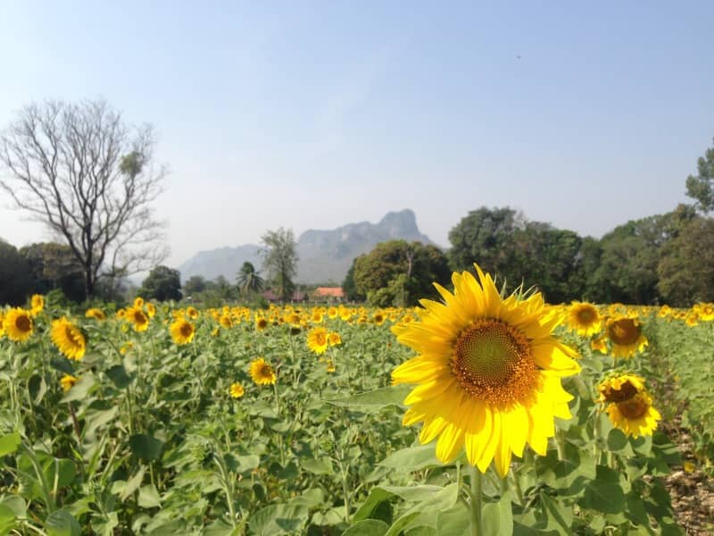 ladang bunga matahari di lopburi
