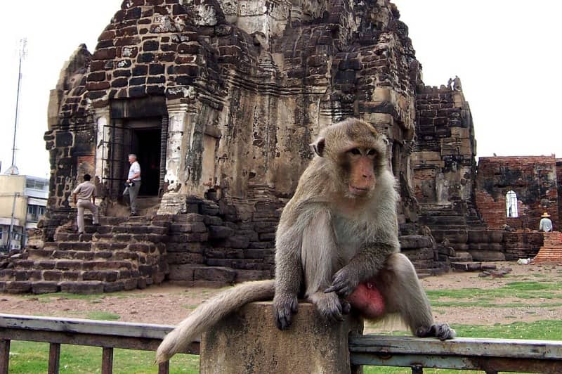ladang bunga matahari di lopburi