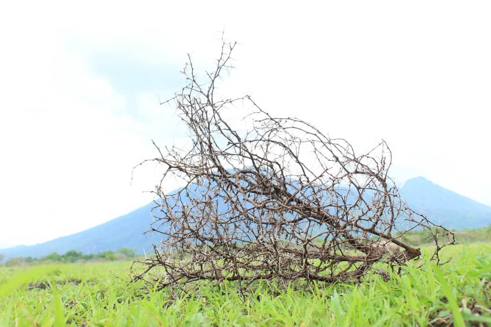 taman nasional baluran