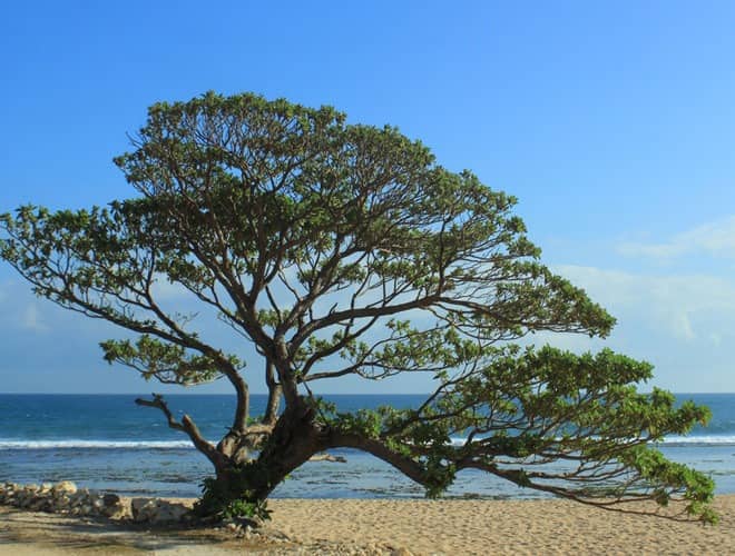 pantai pok tunggal gunung kidul