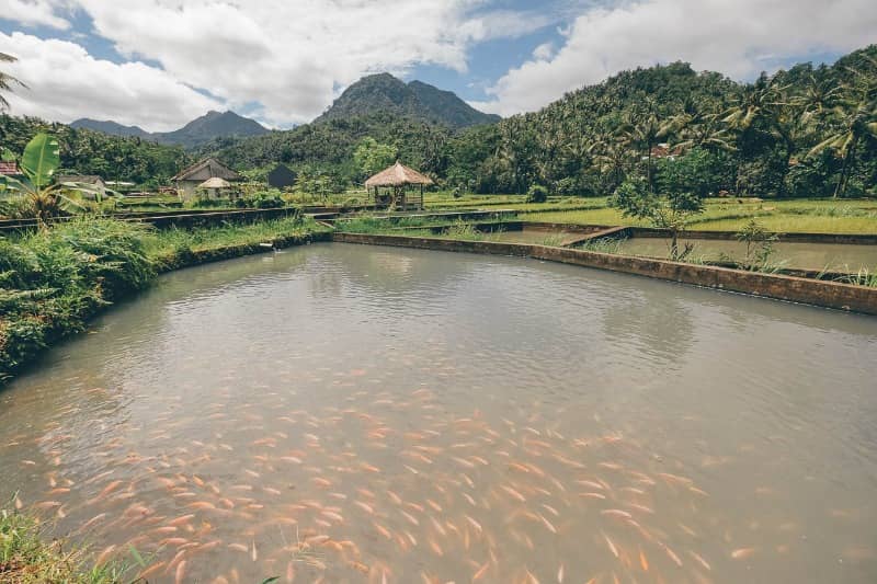 kampung wisata Kerujuk