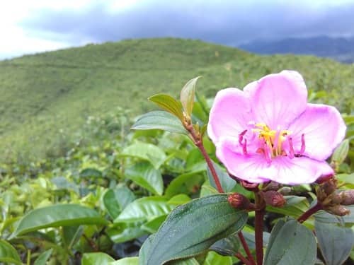kebun teh kemuning