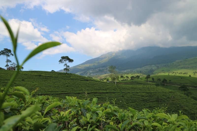kebun teh kemuning