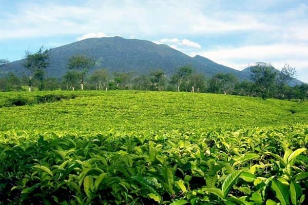 kebun teh kemuning