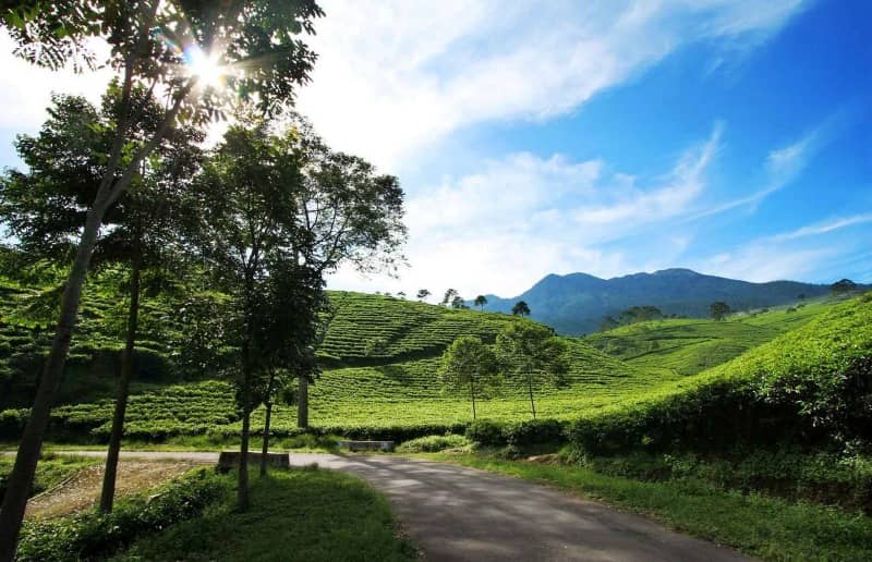 kebun teh kemuning