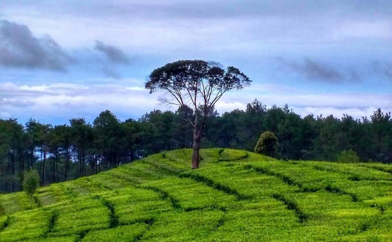 kebun teh sukawana bandung