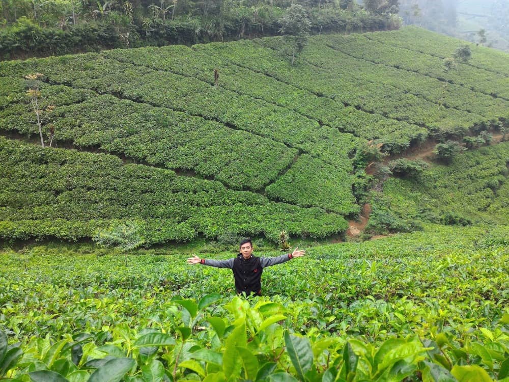 kebun teh cipasung majalengka
