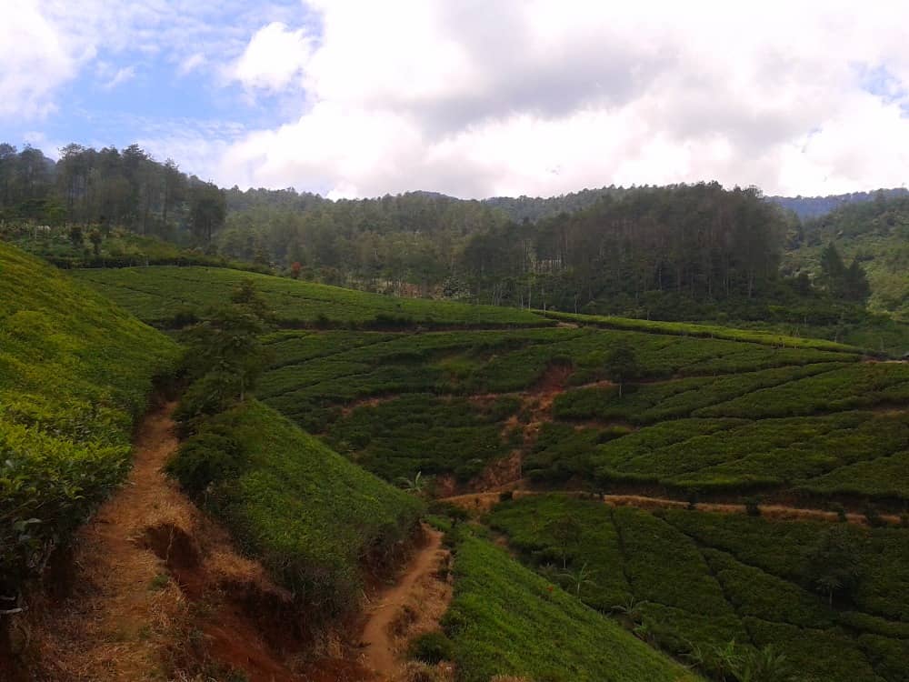 kebun teh cipasung majalengka
