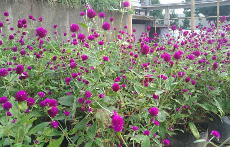 taman di Rumah Atsiri Karanganyar