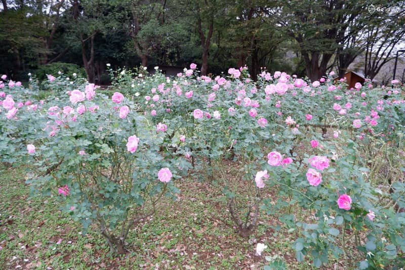 yoyogi park