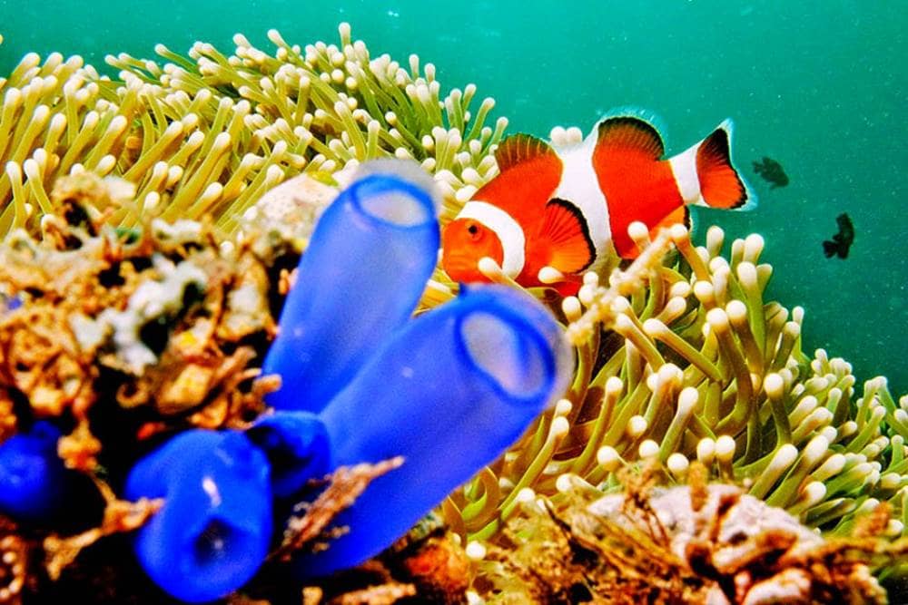 taman laut bunaken