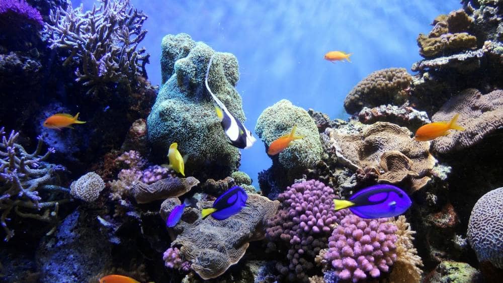 taman laut bunaken