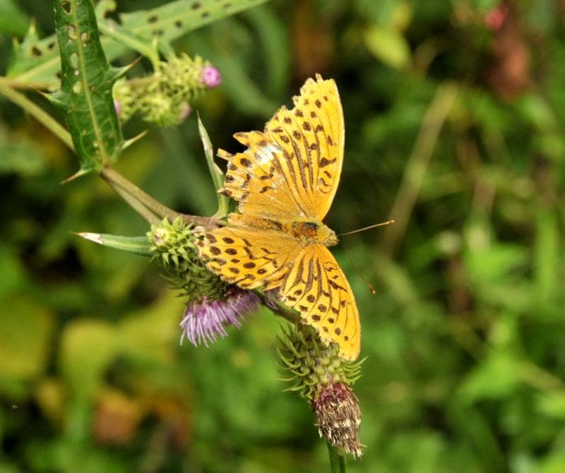 taman nasional bantimurung