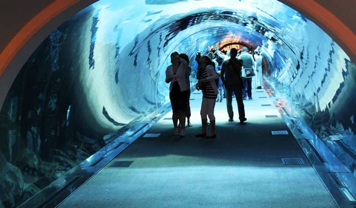 dubai aquarium & underwater zoo
