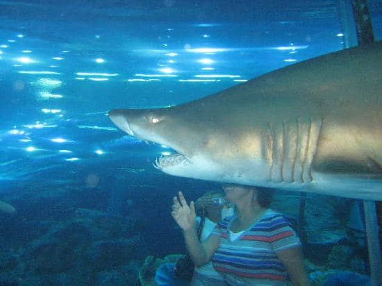 dubai aquarium & underwater zoo