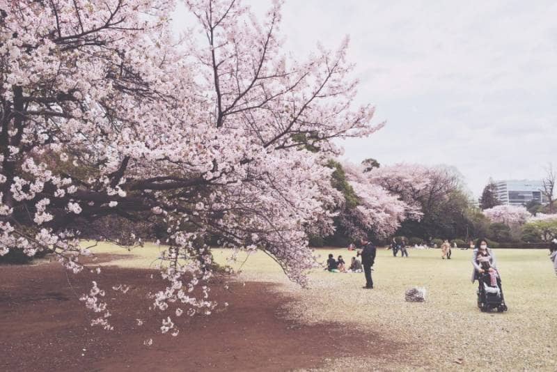 shunjuku gyoen park