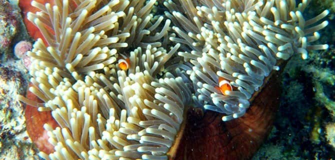 pulau samalona
