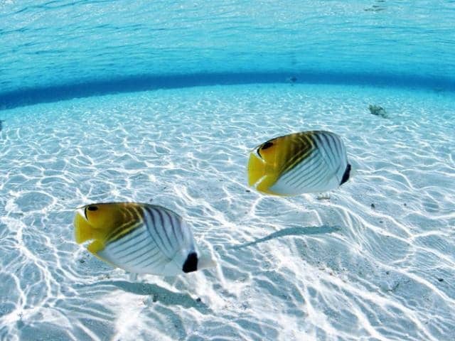 pulau samalona