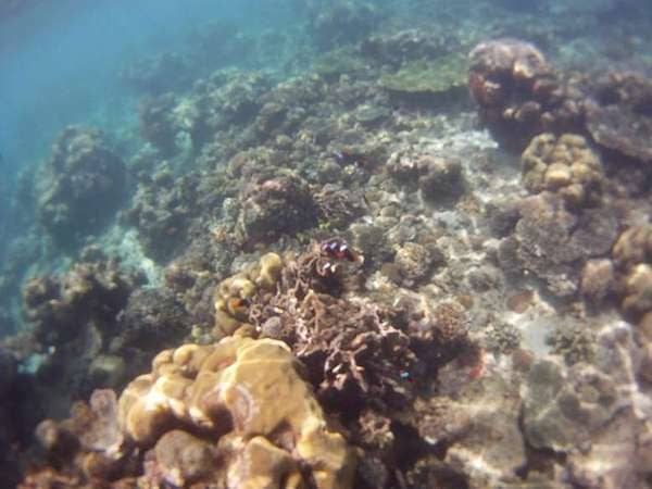 pulau samalona