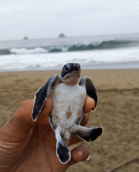 penyu pantai sukamade