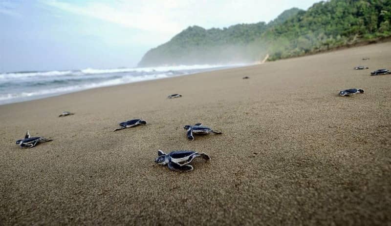 penyu pantai sukamade