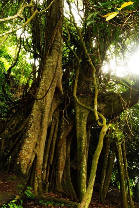 desa trunyan bali