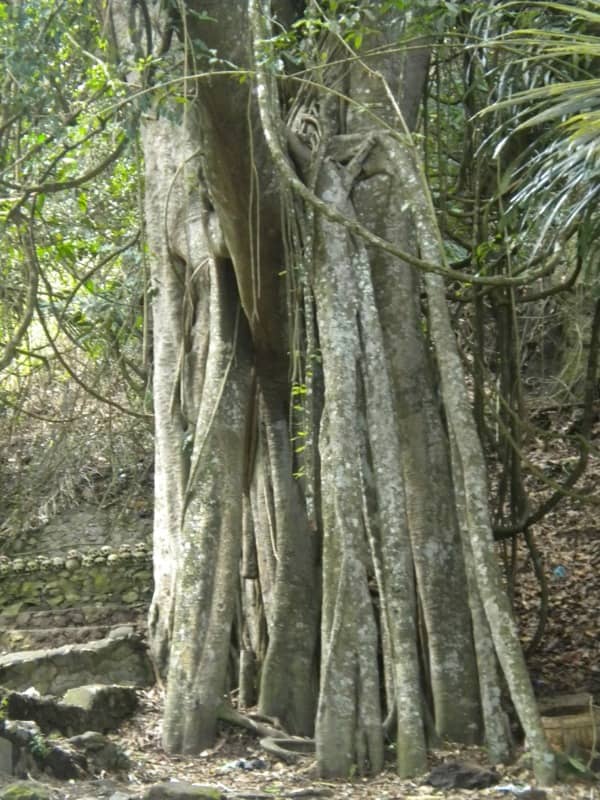 desa trunyan bali