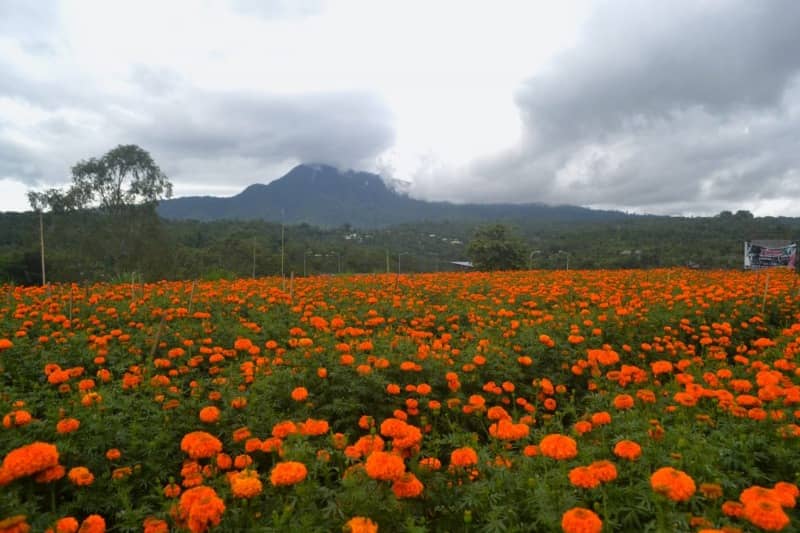 ladang bunga marigold