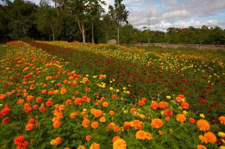 ladang bunga marigold